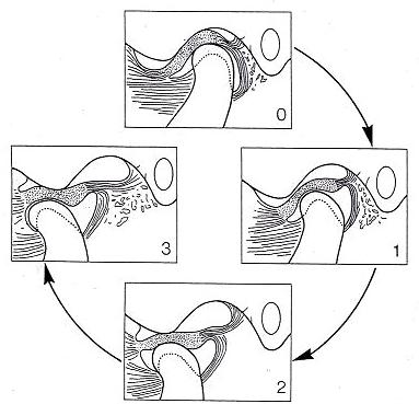 顎関節の構造と動き