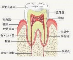 konkan1-e 健康な歯は、根の周りが骨で しっかりと支えられています