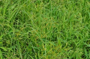 箕面市萱野の草むらで見かけました