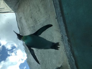 行動展示