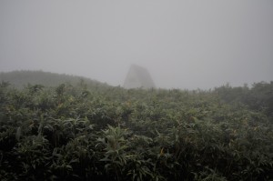 霧に覆われた氷ノ山