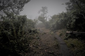 霧に覆われた氷ノ山