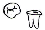 歯冠と歯根１