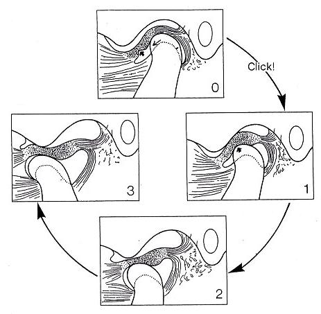 クリッキング時の顎関節の構造と動き