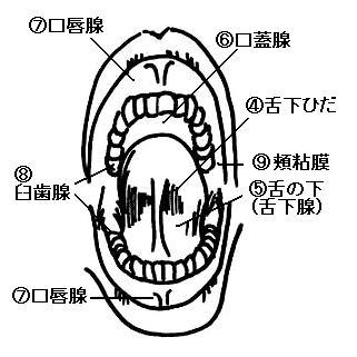 小唾液腺