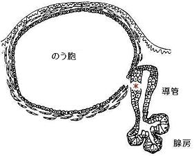 唾液が溜まって風船状に膨らむ