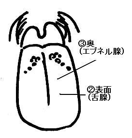 舌の小唾液腺