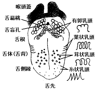 舌の概念図