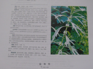 益母草