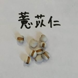 薏苡仁