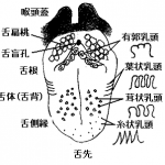 舌の構成図