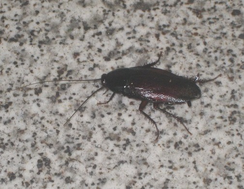 大黄䗪虫丸 口腔外科 口腔内科 メディカルインフォメーション 大阪 大黄䗪虫丸 口腔外科 口腔内科 メディカルインフォメーション 大阪