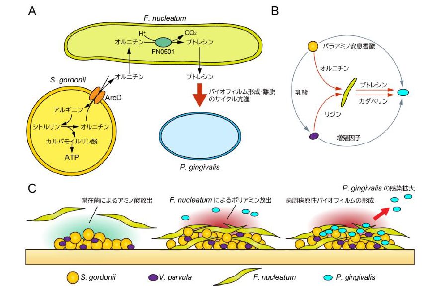 細菌間栄養ネットワークを介した歯周病発症メカニズム - ひぐち歯科、口腔外科・口腔内科メディカルインフォメーション