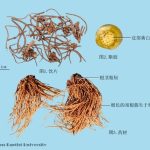 中医学研究会