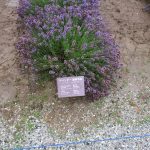 ラベンダーイースト