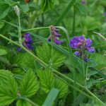 ワッカ原生花園