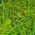 ワサビ沼とカモ沼