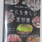 世にも美しい変形菌
