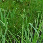 アイノコシラスゲ