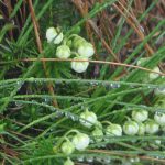 アオノツガザクラ