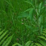 ミヤマホタルイ