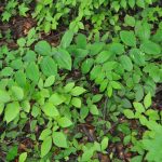 ミヤマナルコユリ