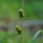 エナシヒゴクサ